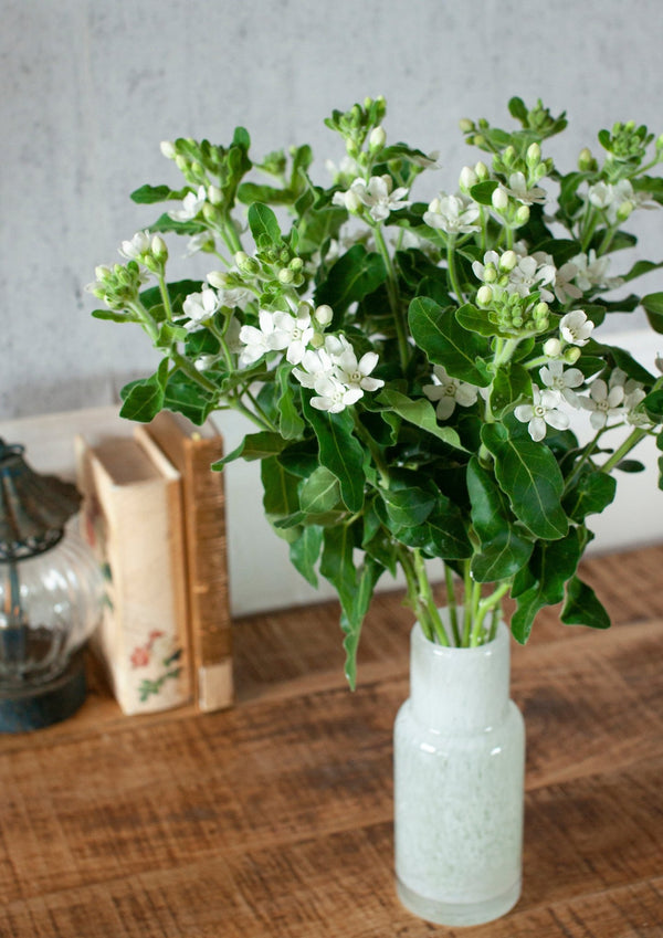 季節の花 40cm 「ホワイトスター」10本