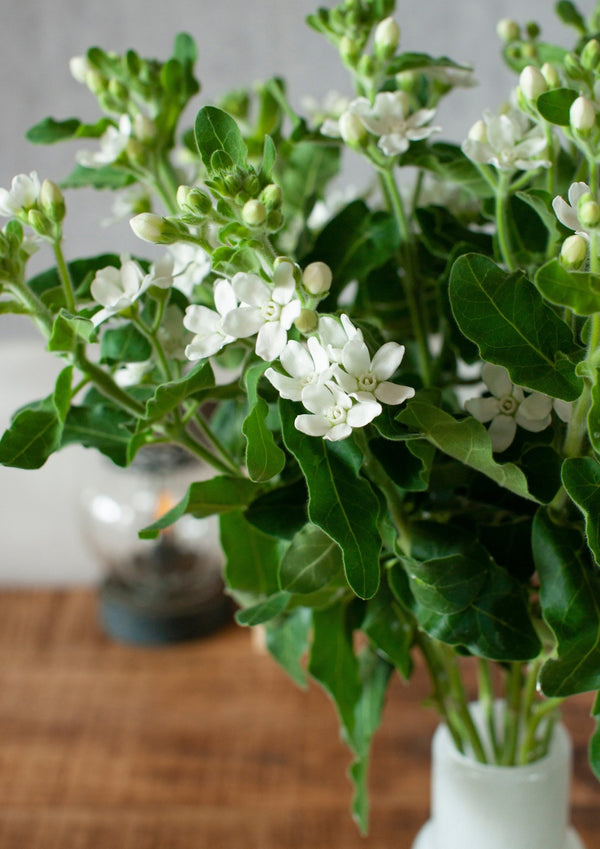 季節の花 40cm 「ホワイトスター」10本