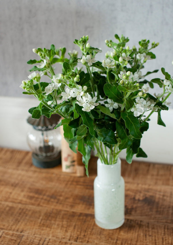 季節の花 40cm 「ホワイトスター」10本