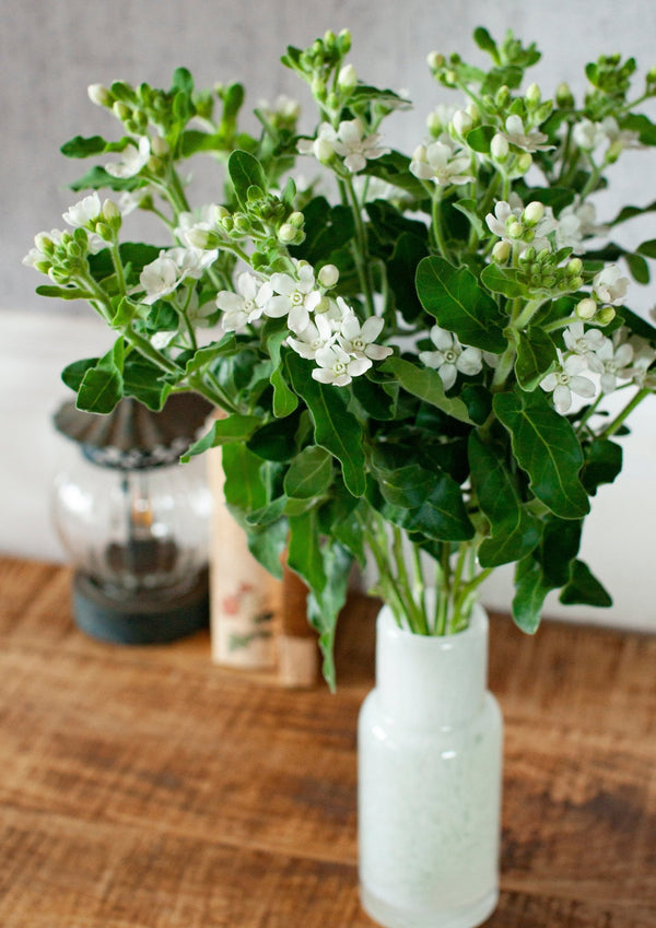 季節の花 40cm 「ホワイトスター」10本