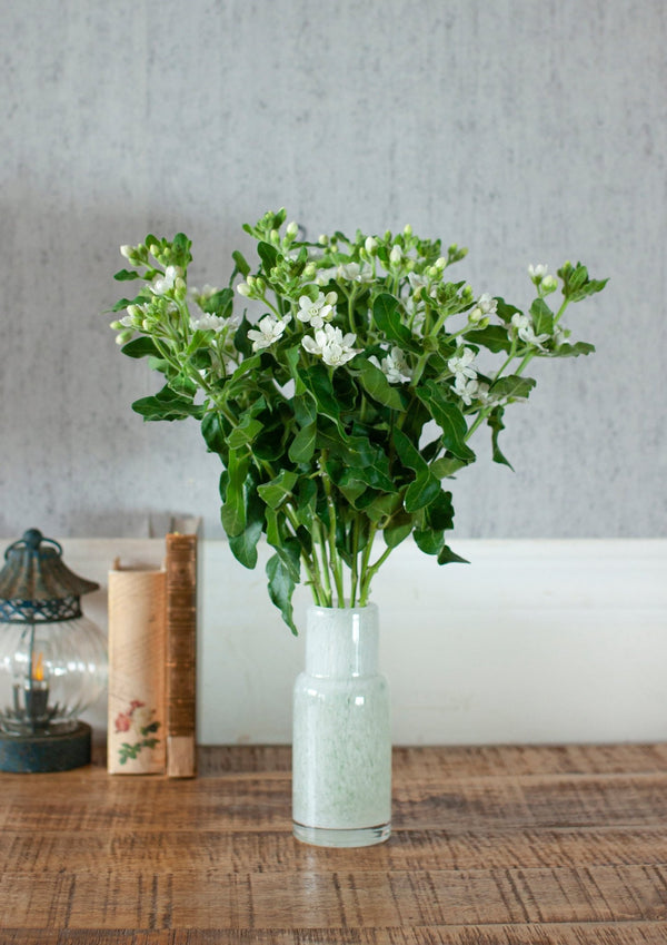 季節の花 40cm 「ホワイトスター」10本