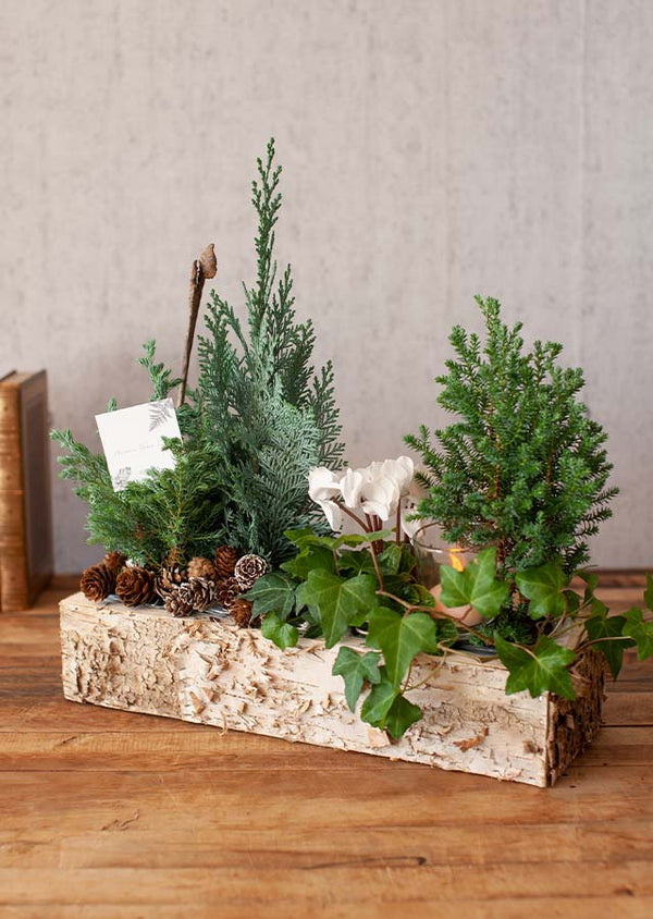 クリスマスアソート “ブルージュの森”(M)「birch snow」 幅38cm × 高さ38cm 【Xmas2022】