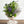 【2024年父の日の花束】季節の花束「アメジストグリーン」M ＜パープル＆グリーン＞
