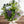 【2024年父の日の花束】季節の花束「アメジストグリーン」M ＜パープル＆グリーン＞