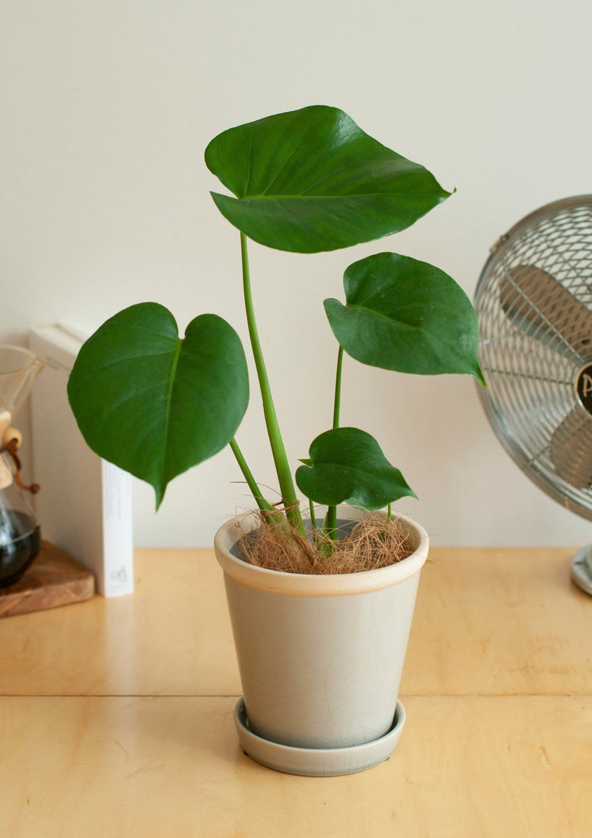 father_plants_green_003_001_12 father_plants_green_003_001_12