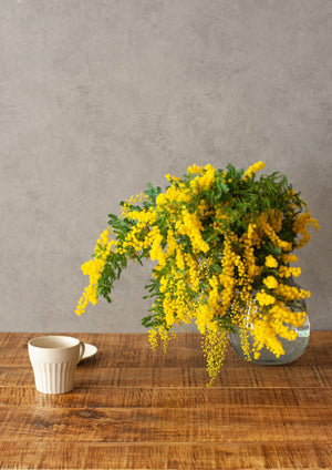 季節の枝もの 50~60cm「ミモザ10本」