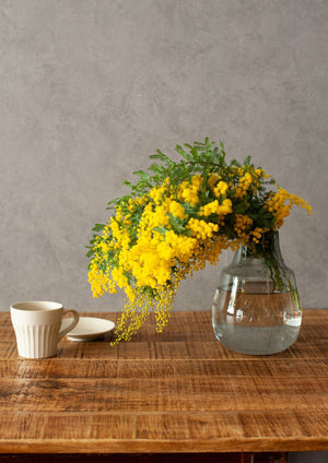 季節の枝もの 50~60cm「ミモザ5本」