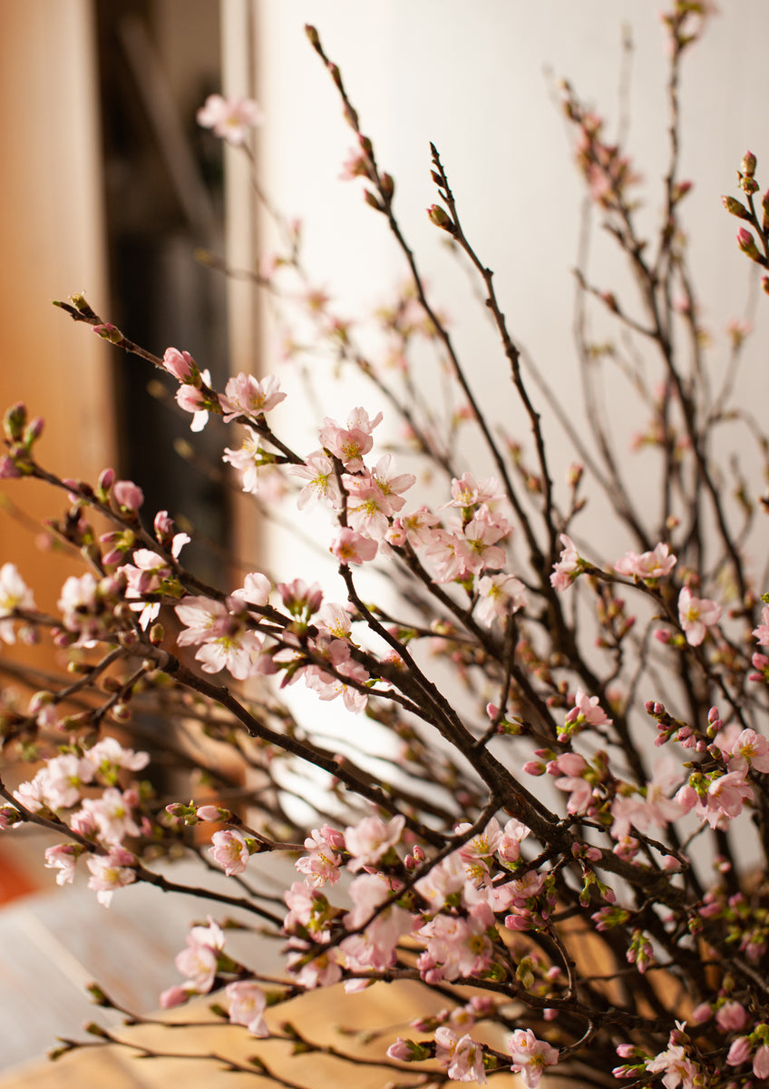 季節の枝もの 70cm「桜10本」 – &YOUKAEN (アンドユーカエン)