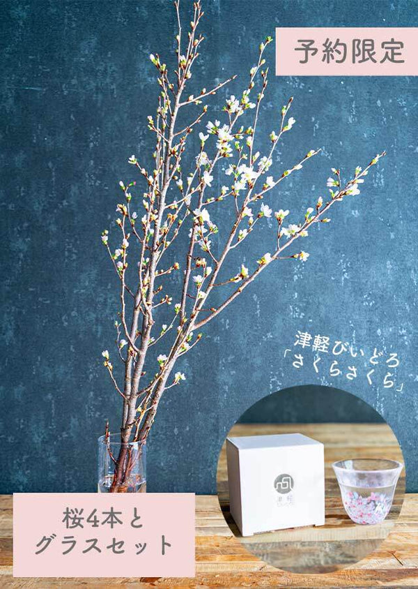 【予約販売 シェア花見】桜の枝70cm4本 × 津軽びいどろの「桜グラス」1個