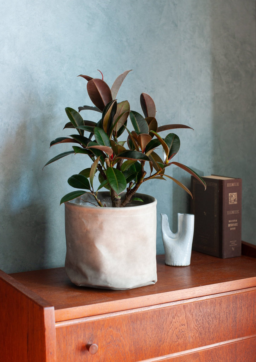 standard_plants_018_001_1200x1