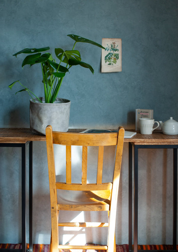 【おしゃれな観葉植物】インテリアプランツ「モンステラ」