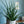 【おしゃれな観葉植物】インテリアプランツ「サンスベリア　ファーンウッド　L」