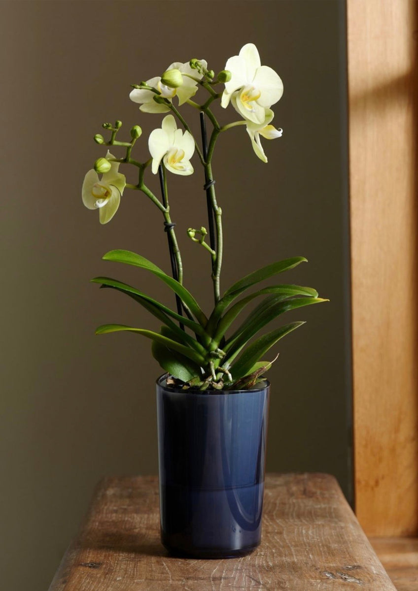 phal 胡蝶蘭　ミディ　2F phal 胡蝶蘭 ミディ 2F 生花