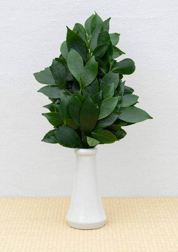 【毎月2回自宅にお届け】12ヶ月確約特典つき 榊の定期便 ヒサカキサブスク 【確約特典夏季クール便対応】