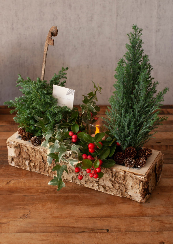 お部屋で育てるクリスマスアソート “ブルージュの森”(M)「birch berry」 幅38cm × 高さ38cm 【クリスマスギフト2023】