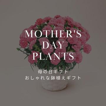 母の日におすすめの鉢植え花｜長く楽しめる花ギフト - &YOUKAEN (アンドユーカエン)