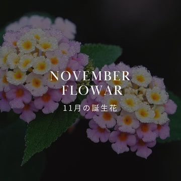 11月の誕生花 誕生日の花と花言葉の一覧