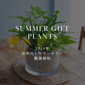 2024年 お中元・サマーギフト おしゃれな観葉植物・寄せ植えギフトを販売中！ - &YOUKAEN (アンドユーカエン)