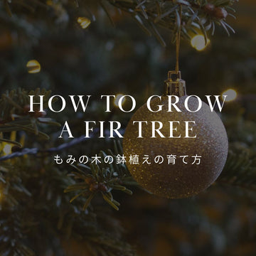 もみの木の鉢植えの育て方｜室内で枯れるのを防ぐコツと植え替え - &YOUKAEN (アンドユーカエン)