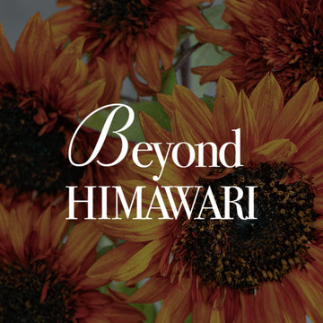 《Beyond HIMAWARI ─ 黄色だけが、ひまわりじゃない》#02 大人のひまわり、「ダージリン」。その魅力をひもとく - &YOUKAEN (アンドユーカエン)