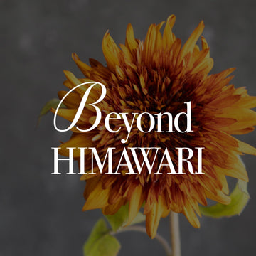 《Beyond HIMAWARI ─ 黄色だけが、ひまわりじゃない》#06 【検証】ひまわり「ダージリン」は何日持つ？驚きの鮮度持続力をレビュー - &YOUKAEN (アンドユーカエン)