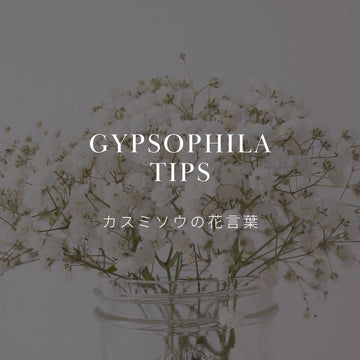 カスミソウの花言葉を解説！ 歴史についても詳しく知ろう！ - &YOUKAEN (アンドユーカエン)