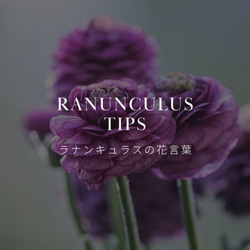 ラナンキュラスってどんな花？花言葉と歴史について紹介 - &YOUKAEN (アンドユーカエン)