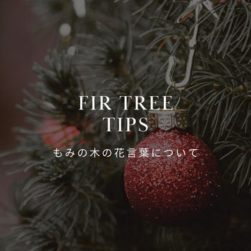 本物のもみの木（生木）を飾る意味とは？花言葉や歴史、特徴を徹底解説 - &YOUKAEN (アンドユーカエン)