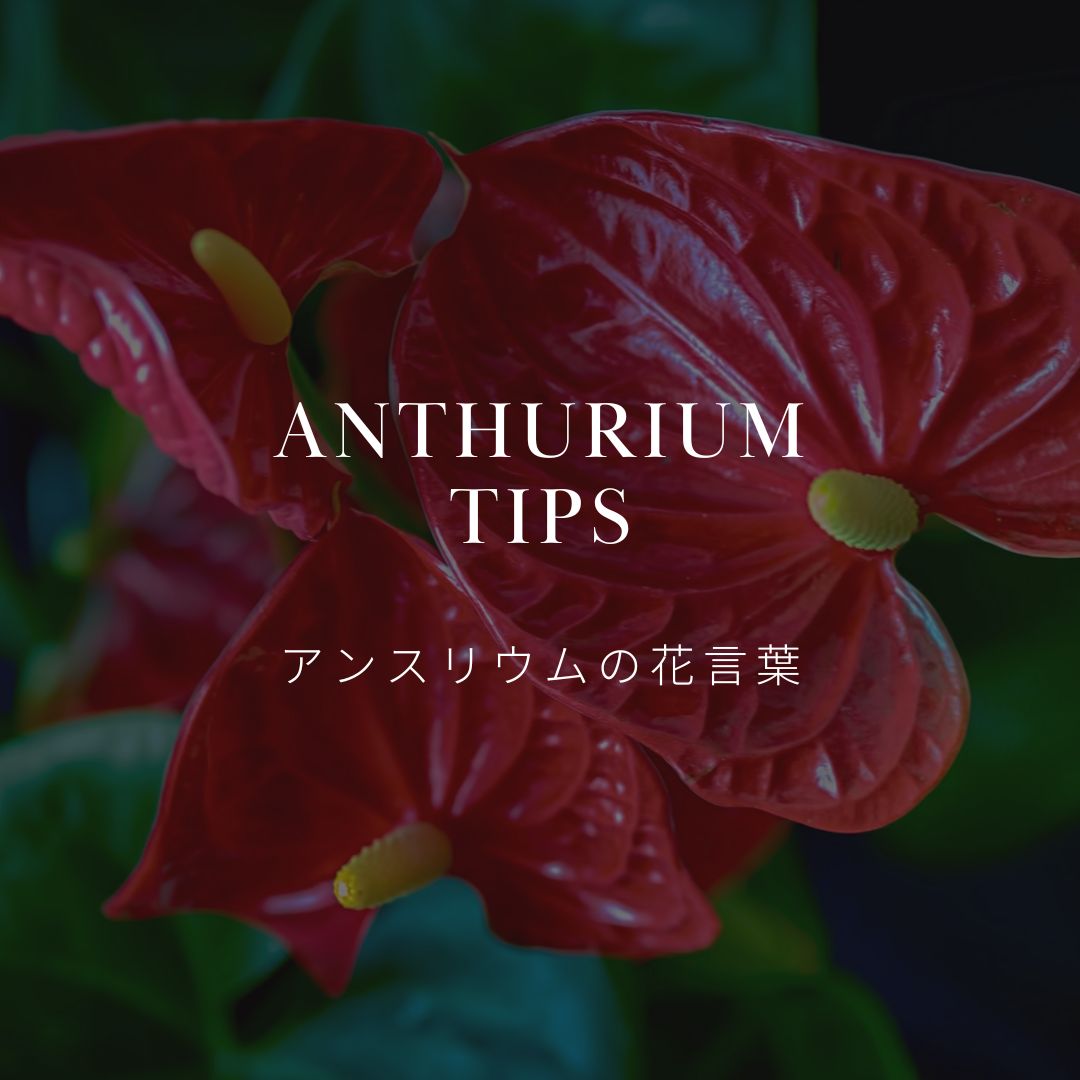 Learn the meaning of Anthurium flowers! We also explain their history   &YOUKAEN ()