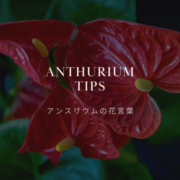 アンスリウムの花言葉を知ろう！歴史や風水についても解説！ - &YOUKAEN (アンドユーカエン)