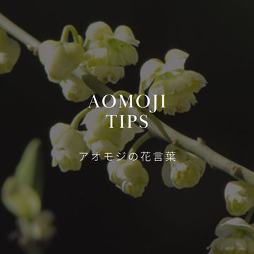 春にはアオモジを飾ろう！花言葉と歴史も紹介！ - &YOUKAEN (アンドユーカエン)