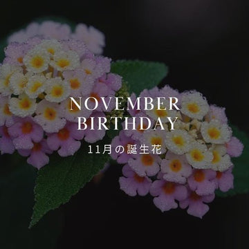 11月の誕生花 誕生日の花と花言葉の一覧 - &YOUKAEN (アンドユーカエン)