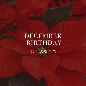 12月の誕生花 誕生日の花と花言葉の一覧 - &YOUKAEN (アンドユーカエン)