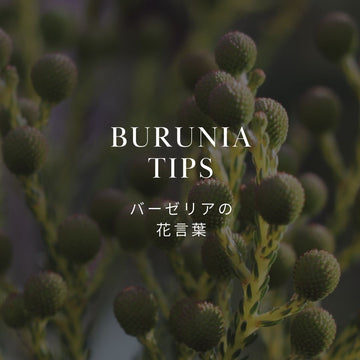 バーゼリア（ブルニア）の花言葉とは？魅力あふれる花束をご紹介 - &YOUKAEN (アンドユーカエン)