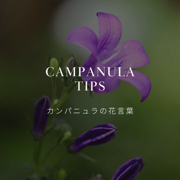 知っておきたいカンパニュラの花言葉と歴史 - &YOUKAEN (アンドユーカエン)