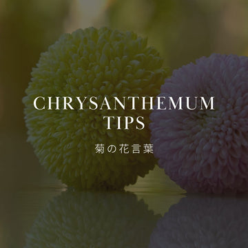 菊の花言葉は？品種や歴史も解説！ - &YOUKAEN (アンドユーカエン)