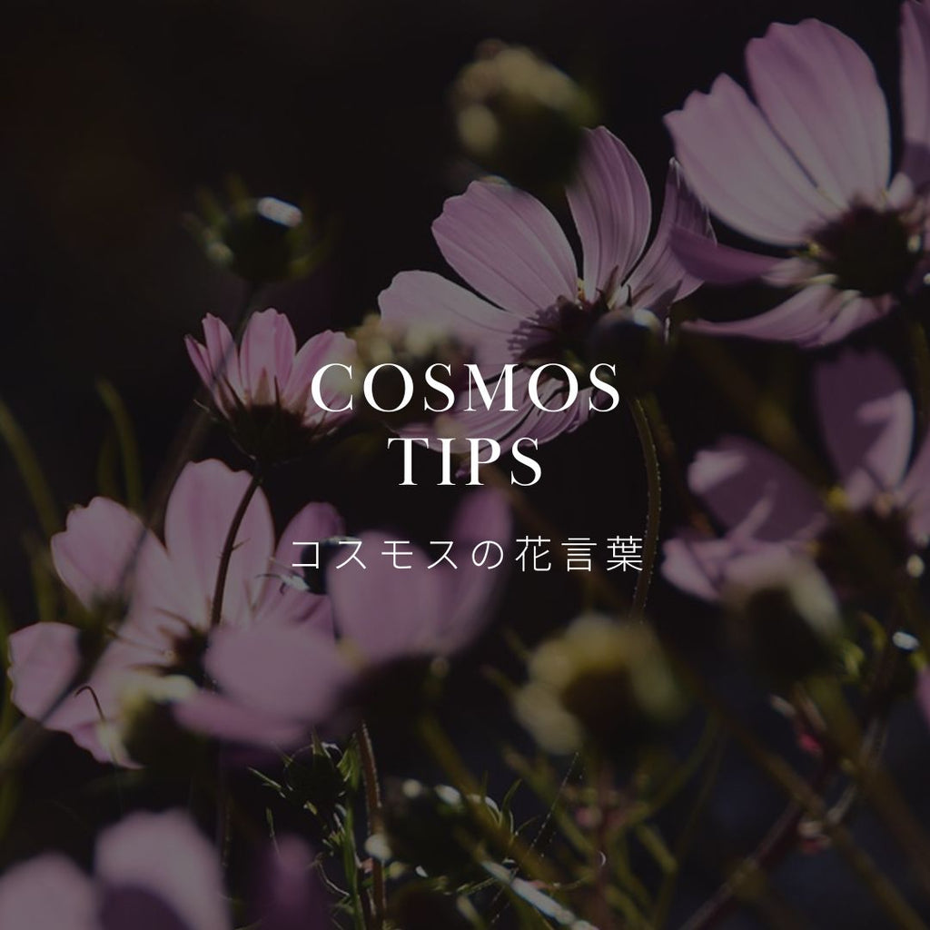 コスモスってどんな花？ 色別の花言葉と歴史について解説 – &YOUKAEN (アンドユーカエン)