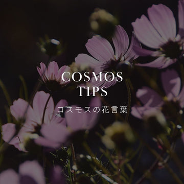 コスモスってどんな花？ 色別の花言葉と歴史について解説 - &YOUKAEN (アンドユーカエン)