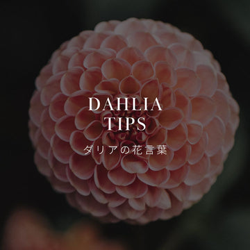 ダリアってどんな花？花言葉と歴史について解説！ - &YOUKAEN (アンドユーカエン)