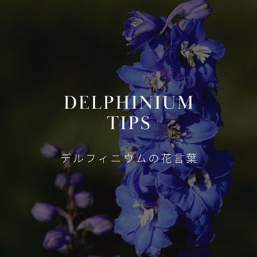 デルフィニウムの魅力と花言葉を解説 - &YOUKAEN (アンドユーカエン)