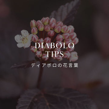 ディアボロ（アメリカテマリシモツケ）の花言葉は？ - &YOUKAEN (アンドユーカエン)
