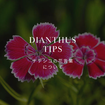 撫子（ナデシコ）の花言葉と歴史を詳しく解説！ - &YOUKAEN (アンドユーカエン)