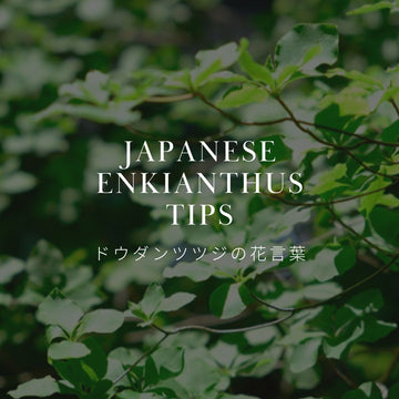 ドウダンツツジってなに？花言葉とその意味を解説！ - &YOUKAEN (アンドユーカエン)