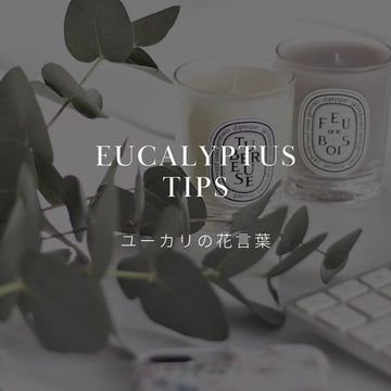 ユーカリの種類と特徴を徹底解説！花言葉も紹介 - &YOUKAEN (アンドユーカエン)