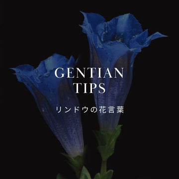 リンドウの花言葉と魅力をご紹介！敬老の日や秋のギフトに選ばれる理由 - &YOUKAEN (アンドユーカエン)