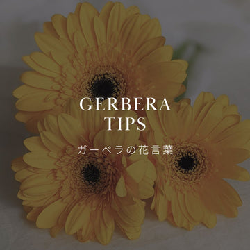 ガーベラってどんな花？ガーベラの花言葉と歴史について - &YOUKAEN (アンドユーカエン)