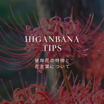 彼岸花（ヒガンバナ）の花言葉は怖い？色別の意味や由来を徹底解説 - &YOUKAEN (アンドユーカエン)