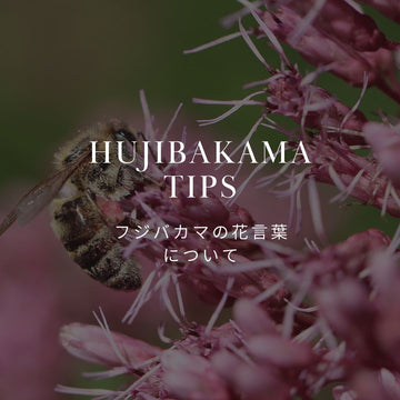 藤袴（フジバカマ）の花言葉って何？歴史と香りの文化についても解説！ - &YOUKAEN (アンドユーカエン)