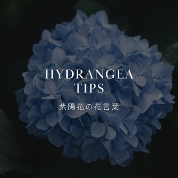 紫陽花の花言葉を徹底解剖！意味と由来紹介 - &YOUKAEN (アンドユーカエン)