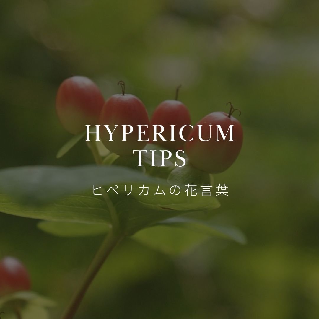 ヒペリカムの花言葉と歴史を知ろう！ – &YOUKAEN (アンドユーカエン)